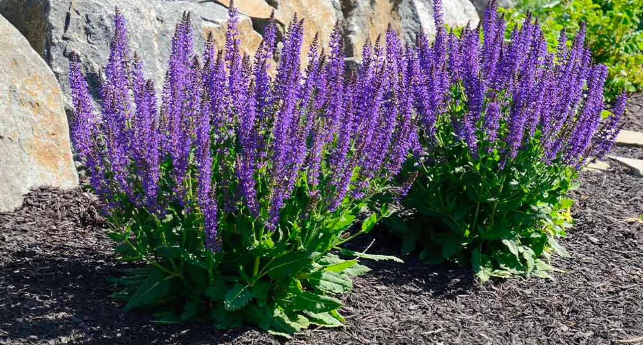 flower bed installation Charleston SC