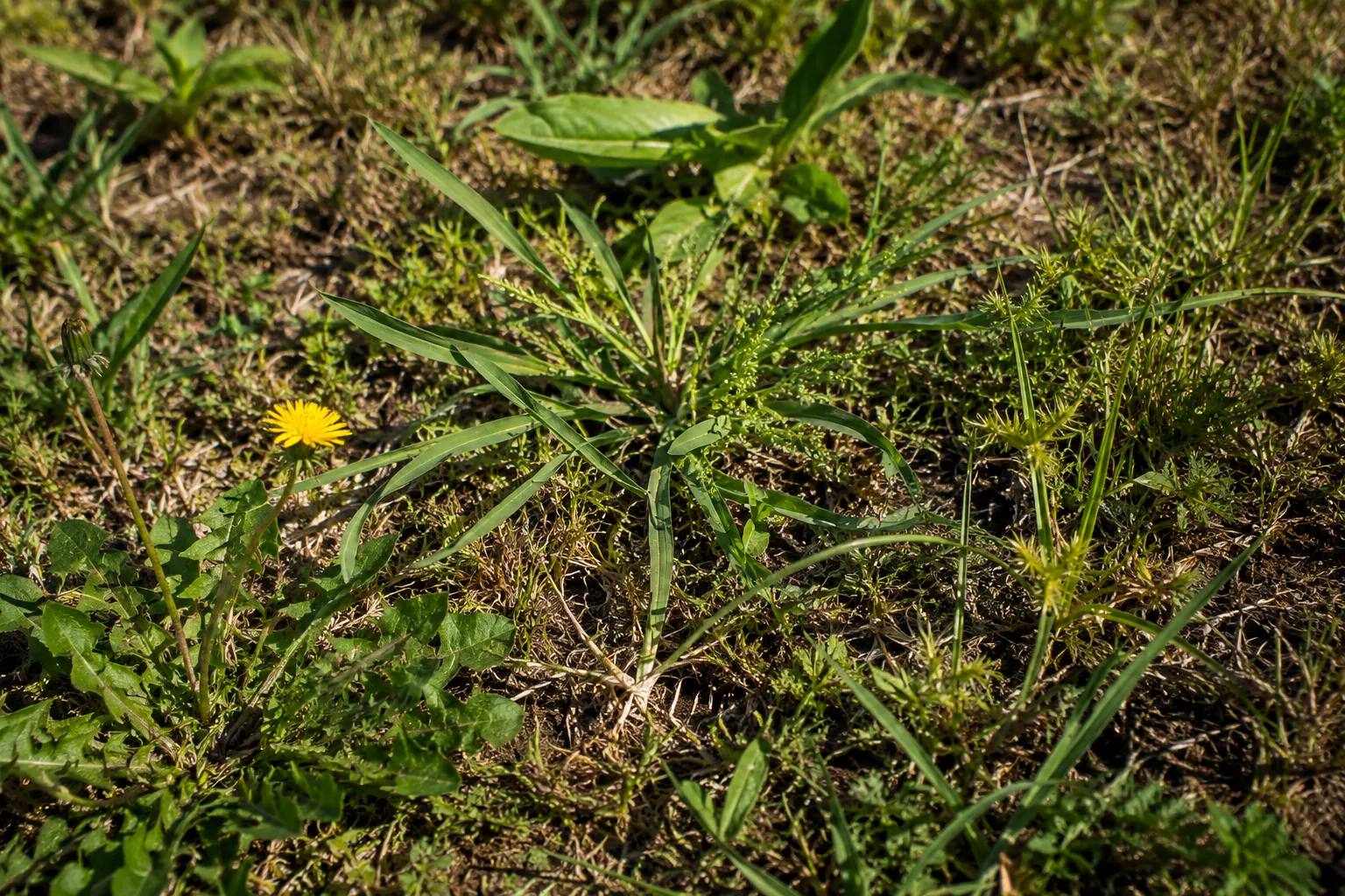 weed killer service Charleston SC